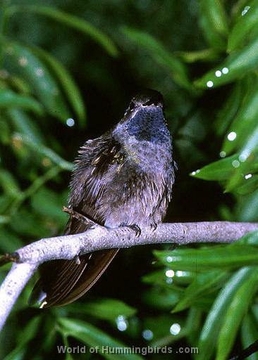 Hummingbird Garden Catalog: Blue-Throated Hummingbird